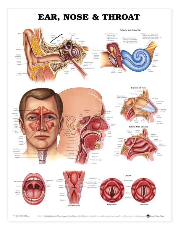 img_img_9781587791154_ears_nose_throat_ent_anatomy_chart